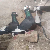 کفتر قره سیاه