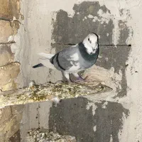 کبوتر پلاکی|پرنده|نورآباد ممسنی, |دیوار