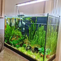 فروشگاه آکواریوم و ماهی گلدن فیش|ماهی|گلپایگان, |دیوار