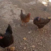 خروس ومرغ تخم گذار محلی|حیوانات مزرعه|سنندج, |دیوار