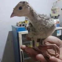 جوجه بوقلمون برنز|حیوانات مزرعه|گنبد کاووس, |دیوار