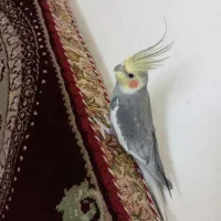 عروس هلندی نر رام