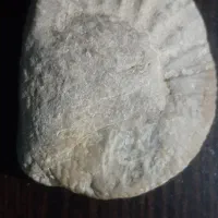 فسیل و سنگواره|کلکسیون و سرگرمی|فیروزکوه, |دیوار