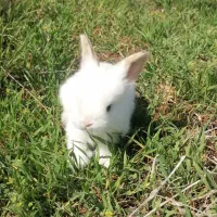 بچه خرگوش لوپ