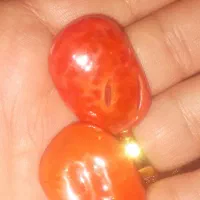 سنگ مرجان قدیمی کهن سال رگ دار خونی