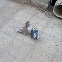 کفتر خوب|پرنده|ری, شهادت|دیوار