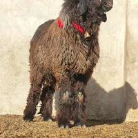 بره قوچی شاخی میش قوچ پازن بز