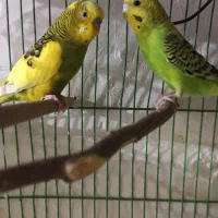 جفت مرغ عشق