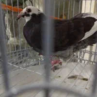 کفتر قره مینا سرحال