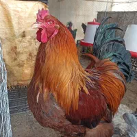 مرغ و خروس برهما|حیوانات مزرعه|جعفرآباد, |دیوار