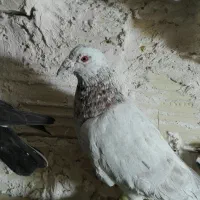 7 تا کفتر پرشی صید|پرنده|مشهد, شهید قربانی|دیوار