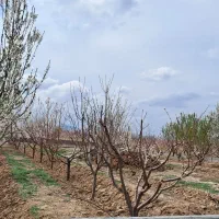 فروش باغچه 900 متری سند تک برگ