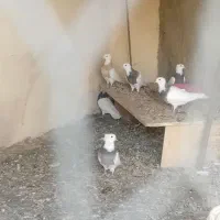 کبوتر طوقی