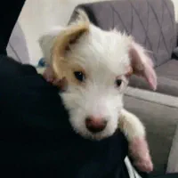 واگذاری توله نر سه ماهه|سگ|مشهد, طبرسی شمالی|دیوار