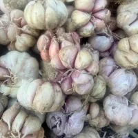 سیر