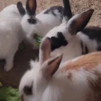 خرگوش سه ماهه نر بالغ