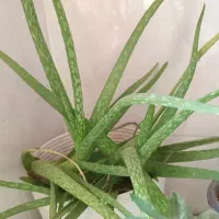 دیفن باخیا|گل و گیاه طبیعی|نورآباد, |دیوار