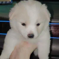 سگ پامر خرسی