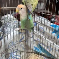 یک جفت طوطی برزیلی