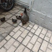 یک عدد مرغ با پنج عدد جوجه هاش