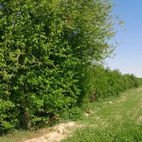 فروش باغ ۵۰۰۰متری با درختان بارده موقعیت عالی