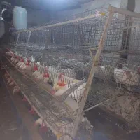 قفس مرغ تخمگذار ممبری ۲۲۰ سری در حد