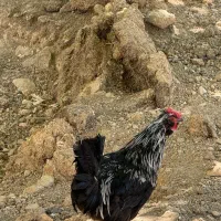 خروس گلین