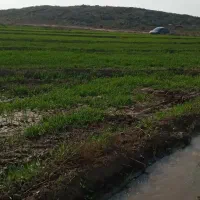 فروش زمین کشاورزی|فروش دفتر صنعتی، کشاورزی، تجاری|پلدشت, |دیوار