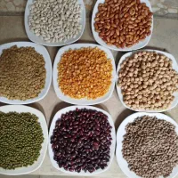 حبوبات زیر قیمت بازار