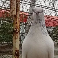 کبوترتیر ماهی