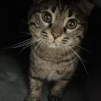 واگزاری گربه نر خیلی آروم و مهربون