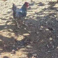 فروش مرغ و خروس و جوجه محلی|حیوانات مزرعه|ایوان, |دیوار