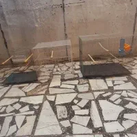۳ عددقفس پرنده|لوازم جانبی حیوانات|قائمشهر, |دیوار