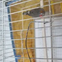 فنچ لپ قهوه ای نر