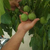 نهالستان دماوند|خدمات باغبانی و درختکاری|میاندوآب, |دیوار