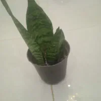 سانسوریا|گل و گیاه طبیعی|بیرجند, |دیوار