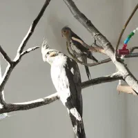 عروس هلندی شش ماهه