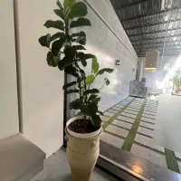 گل اپارتمانی|گل و گیاه طبیعی|بابل, |دیوار