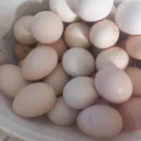 تخم مرغ محلی|خوردنی و آشامیدنی|شاهرود, |دیوار