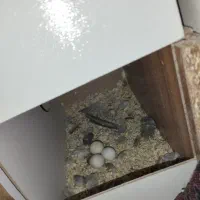 عروسی هلندی جفت و تک جفت مرغ عشق معاوضه دارم|پرنده|مشهد, شهید بهشتی|دیوار