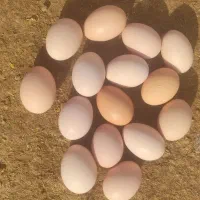 حیوانات مزرعه