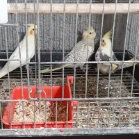 عروس هلندی|پرنده|پارسآباد, |دیوار