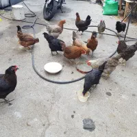 مرغ و خروس محلی