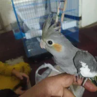 عروس اصیل رام مولد