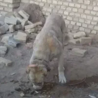 سگ خراسانی|سگ|یزد, |دیوار