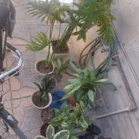 گل خانگی