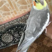 عروس هلندی اهوی نر|پرنده|تربت‌حیدریه, ۴۵ متری|دیوار