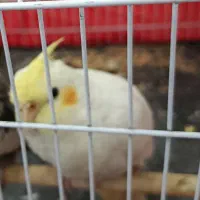 عروس هلندی دستی