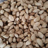 بادام نیمه کاغذی و سنگی|خوردنی و آشامیدنی|ماکو, |دیوار