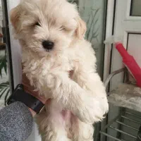 توله شیتزو کراس